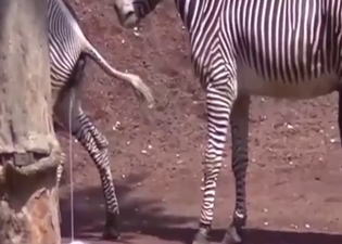 Zoo porn shows zebras getting it the F on