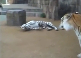 Zoophile porn with two different tiger types