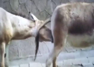 Zoo porn with a donkey that fucks that booty