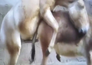 Zoo porn with a donkey that fucks that booty