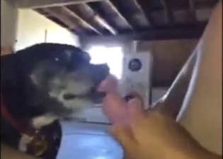 Zoophile porn with a sexy animal licking that dick