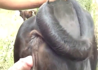 Zoophile grabs the beast by the tail to fuck it