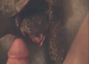 Zoo porn with a sexy turtle performing hot oral