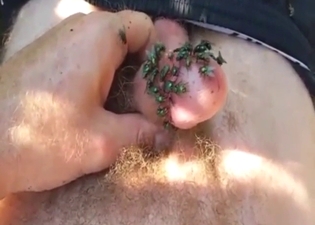 Zoo porn shows green flies covering stinky cock