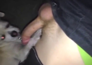 Bestiality sex scene with a dog sucking that boner
