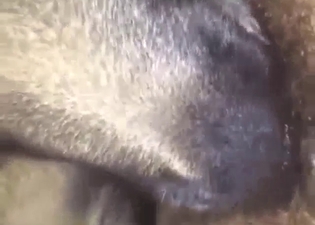 Two dogs are enjoying the best, fastest mating