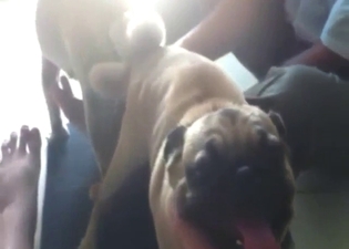 Puppy dogs fucking each other happily in this one