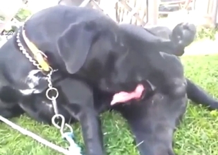 Dog decides to suck its own dick for funsies