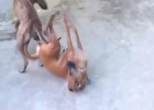 Vietnam's horniest dogs fucking each other silly