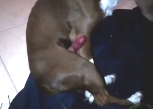 Dog sucking that dick and licking all over it too