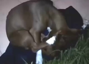 Dog sucking that dick and licking all over it too