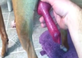 Handjob for a Pitbull leads to explosive orgasms