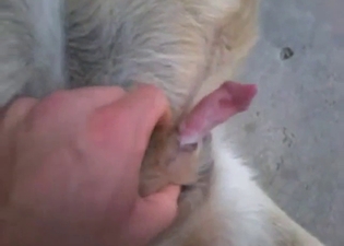 Dog's dick is getting jerked off with passion