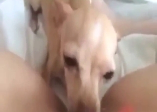 Cute-looking puppy devours cunt in POV